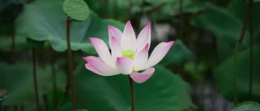 深度好文  內心安詳，歲月便從不荒涼