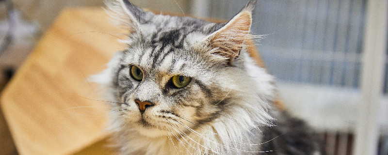 猫咪鼻头是干的是什么原因 猫咪鼻头是干的是什么原因