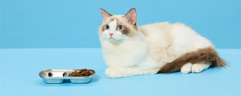 怎么教一个月的小猫吃猫粮