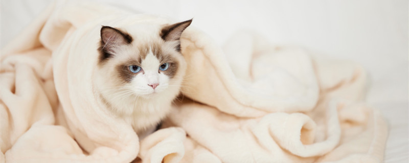 小猫一天喂几次猫粮每次喂多少 小猫一天喂几次猫粮每次喂多少