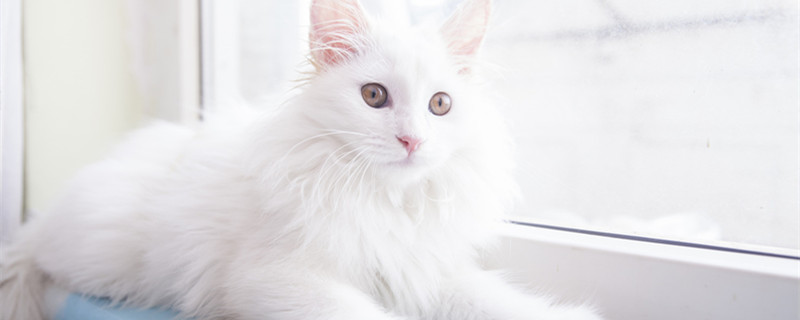 猫会换牙吗 猫会换牙吗