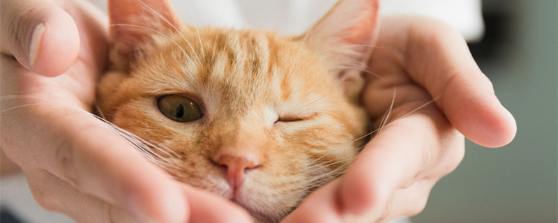 猫咬纸箱子要不要阻止