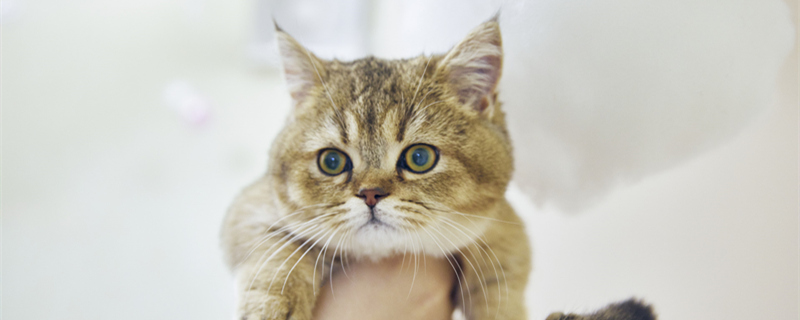 新手如何喂养金渐层猫 新手如何喂养金渐层猫