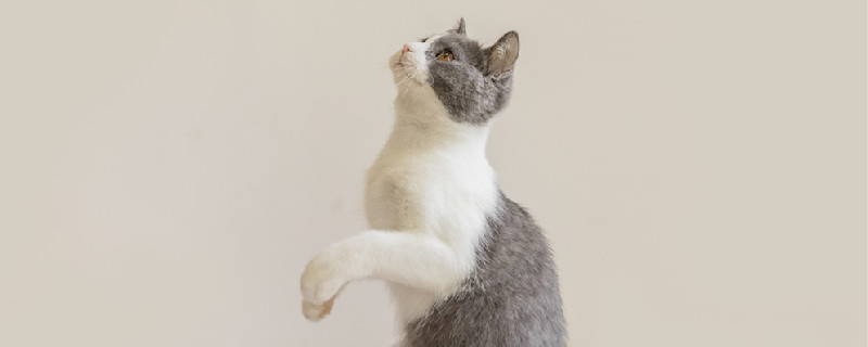猫咪自己在家会孤单吗