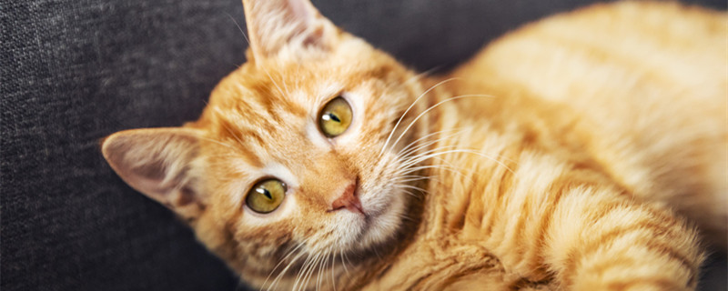 为什么橘猫那么容易胖